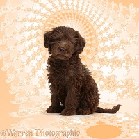 Chocolate Labradoodle Mandelbrot puppy