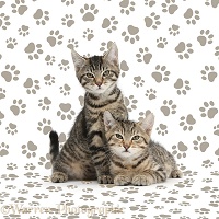 Tabby kittens lounging together on pawprint background