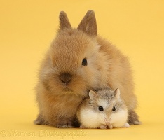 Roborovski Hamster with cute baby bunny