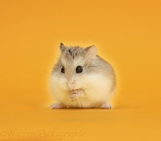 Roborovski Hamster on yellow-orange background