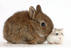Cute baby bunny kissing Roborovski Hamster