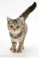 Brown spotted tabby kitten, walking forward with tail erect