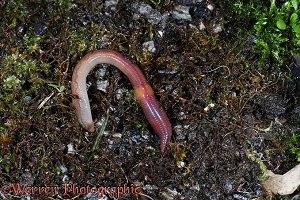 Earthworm beneath plant pot