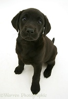 Black Labrador Retriever pup, 8 weeks old