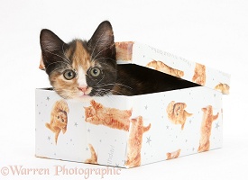 Tortoiseshell kitten in a birthday box