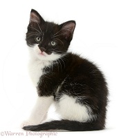 Black-and-white kitten sitting