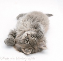 Maine Coon kitten, 8 weeks old, lying on its back