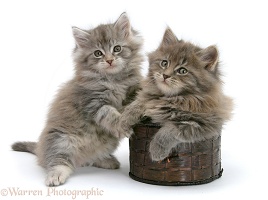Maine Coon kittens playing with a basket