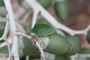 Green shield bug on palm fruit
