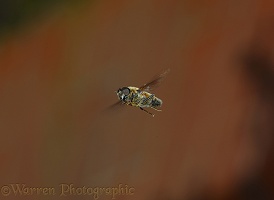 Hoverfly or Drone Fly hovering