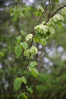 Developing seeds of Elm