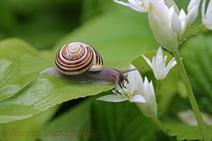 White-lipped Banded Snail on Wild Garlic