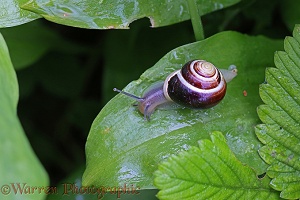 White-lipped Banded Snail on Wild Garlic