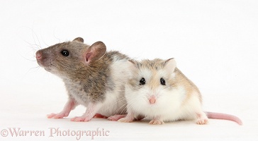 Baby Rex rat with Roborovski Hamster