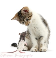 Tabby-and-white kitten and baby rat