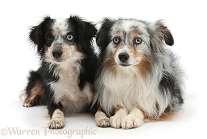 Two Miniature American Shepherd dogs
