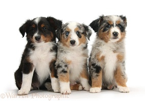Three Miniature American Shepard puppies