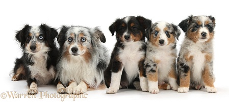Group of Miniature American Shepherd dogs