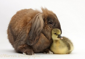 Cute Gosling and Lionhead Lop rabbit