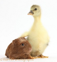 Cute Gosling and baby Guinea pig