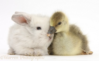 Cute Gosling and baby bunny