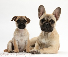 Jug puppy (Pug x Jack Russell) and French Bulldog