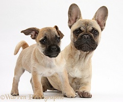 Jug puppy (Pug x Jack Russell) and French Bulldog