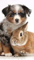 Mini American Shepard puppy and rabbit