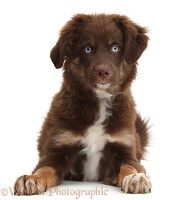 Chocolate blue-eyed Mini American Shepherd puppy