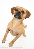 Puggle standing up