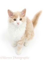 Ginger-and-white Siberian kitten, 16 weeks old