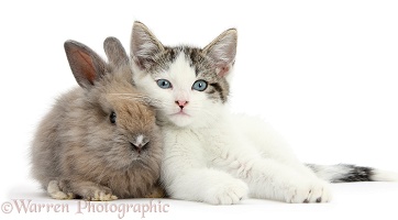 Blue-eyed tabby-and-white kitten and baby bunny