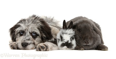 Blue merle Cadoodle puppy and bunnies