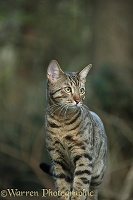 Bengal cat standing