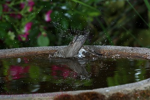 Spotted Flycatcher bathing