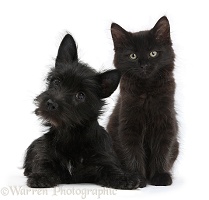 Black Terrier-cross puppy with black kitten