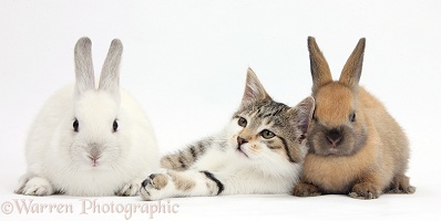 Tabby-and-white kitten with bunnies