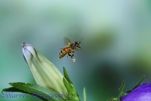 Honey Bee worker visiting Canterbury Bell