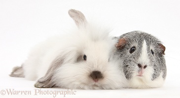 Fluffy white bunny and Guinea pig