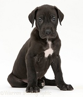 Black Great Dane puppy sitting