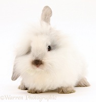 Fluffy white bunny