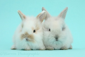 Cute baby bunnies on blue background