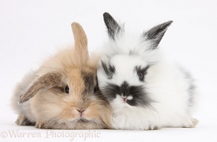 Two fluffy bunnies