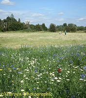 Bishop's Meadow