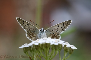 Chalkhill blue butterfly on Yarrow