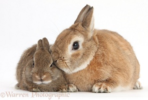 Netherland Dwarf rabbit and baby