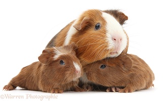Mother and baby Guinea pigs