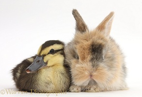Duckling and baby bunny