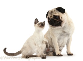 Fawn Pug with Siamese kitten