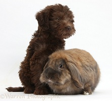 Chocolate Labradoodle puppy and rabbit